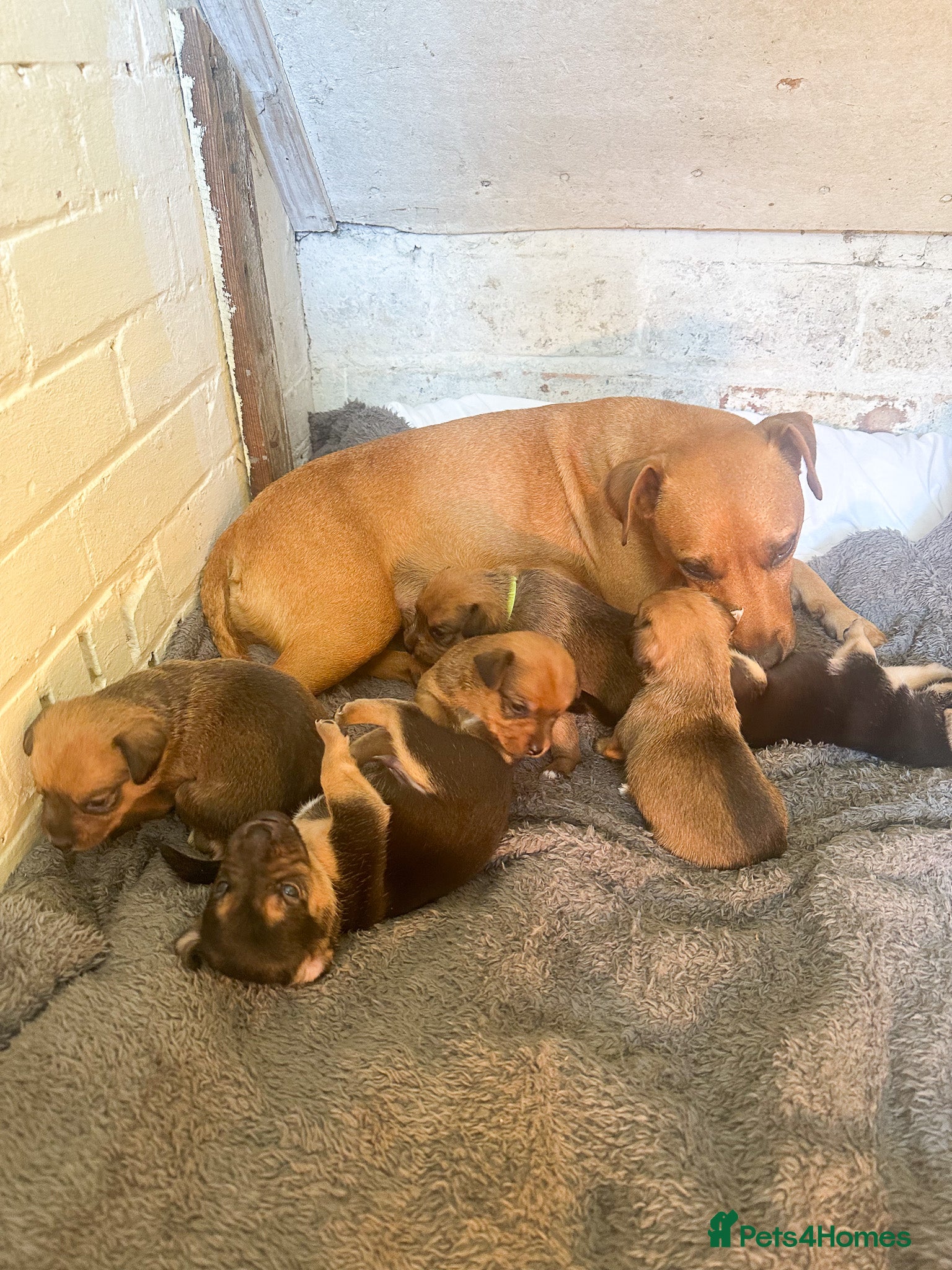 Mixed Breed dogs for sale: Patterdale X Lakeland Puppies for Sale in Letchworth Garden City - Advert 9