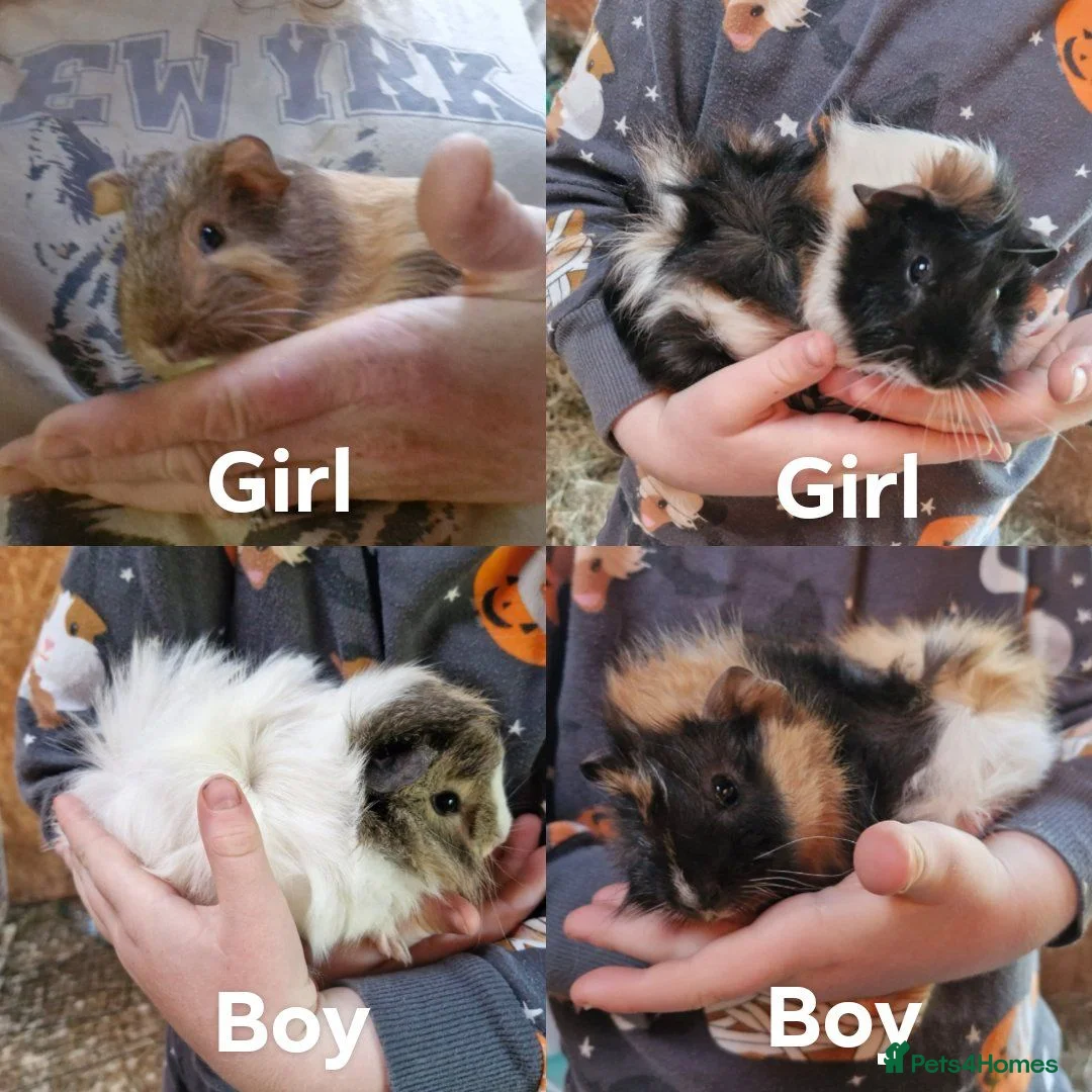 Guinea Pig rodents for sale: Male & Female baby guinea pigs - Born 4/6/26 in Carnforth - Advert 1