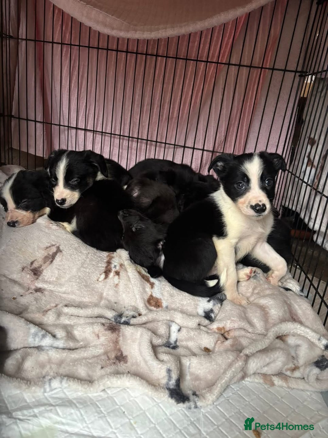 Mixed Breed dogs for sale: Cocker x collie - Advert 1