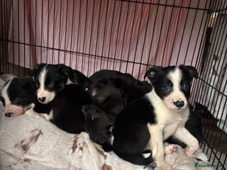 Mixed Breed dogs Cocker x collie - Advert 1