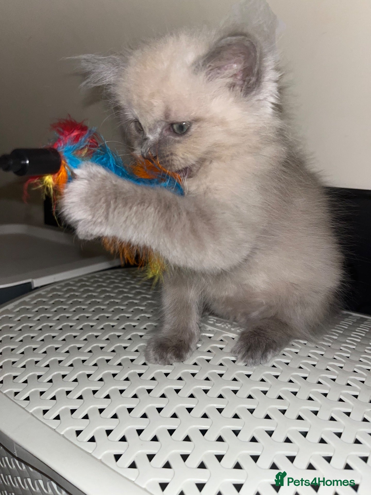 Ragdoll cats Beautiful ragdoll kittens  - Advert 7