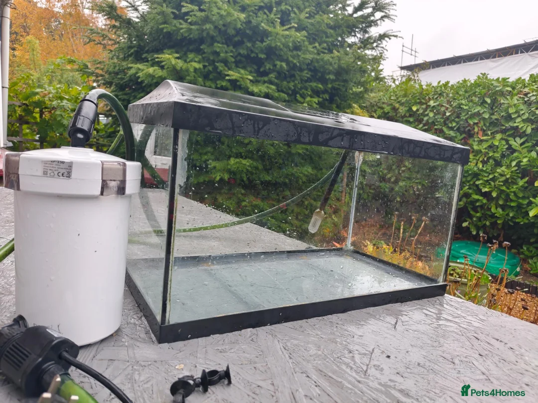 Other/Mixed Breed fish for sale: 50L Aquarium, With 400L/H Ext. Filter +accessories - Advert 1