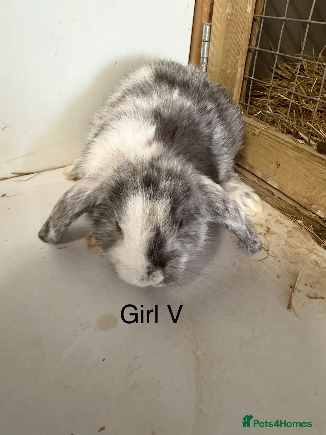 Mini Lop rabbits for sale: Beautiful mini lop bunnies  - Advert 12