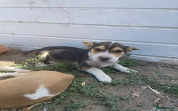 Mixed Breed dogs for sale: Terrier cross puppies for sale.  - Image 5