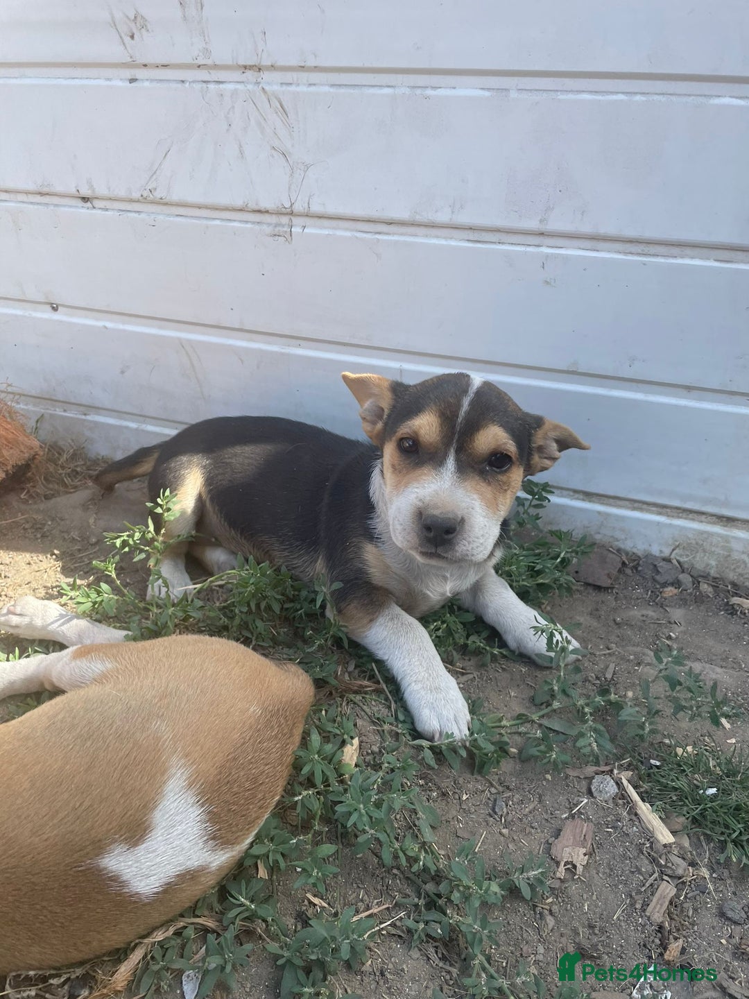 Mixed Breed dogs for sale: Terrier cross puppies for sale.  - Image 5