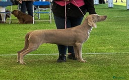 Weimaraner dogs for sale: Stunning KC reg silver/grey Weimaraner puppies - Image 4