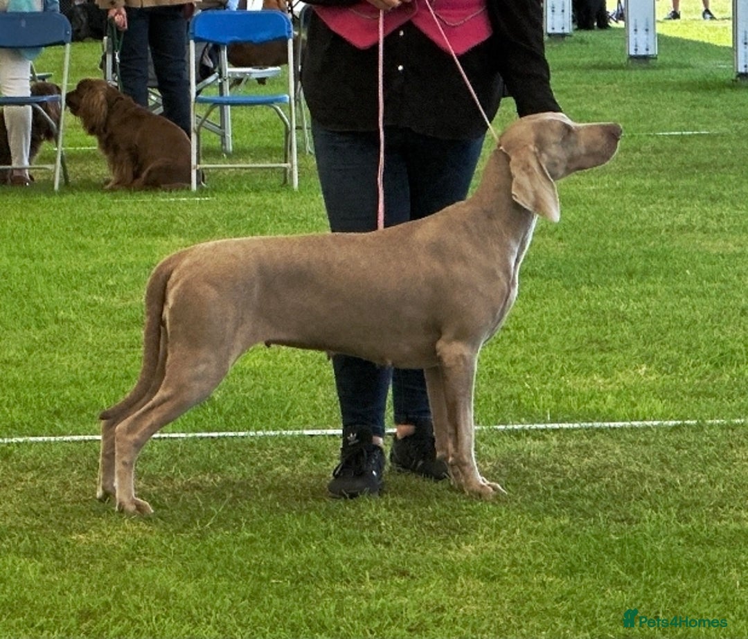 Weimaraner dogs for sale: Stunning KC reg silver/grey Weimaraner puppies - Image 4
