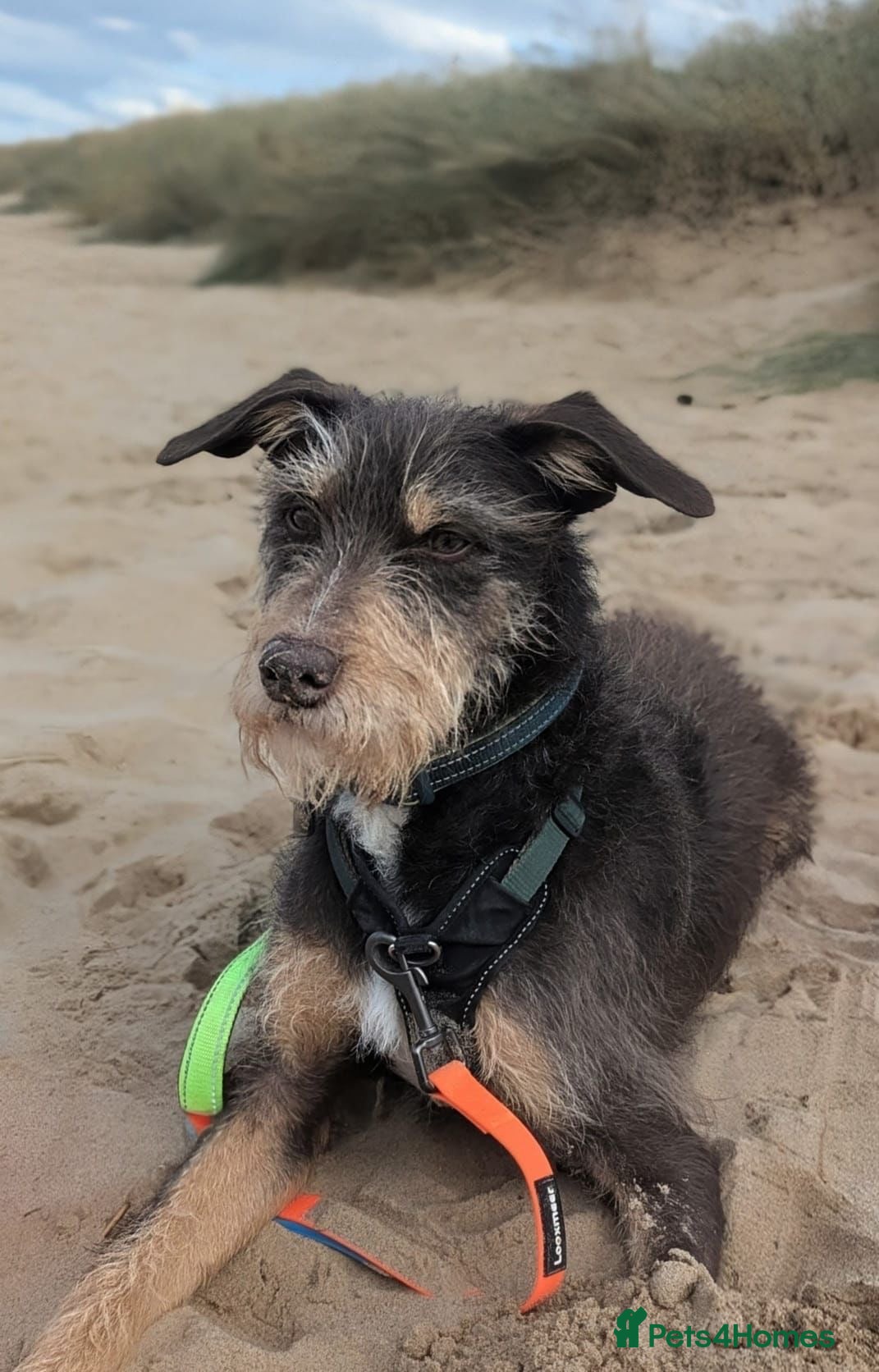 Mixed Breed dogs URGENT🚨🐾 - Advert 1