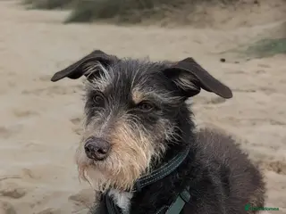 Mixed Breed dogs URGENT🚨🐾 - Advert 1