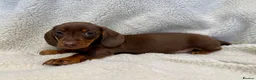 Miniature Dachshund dogs for sale: True miniature dachshunds - Advert 3