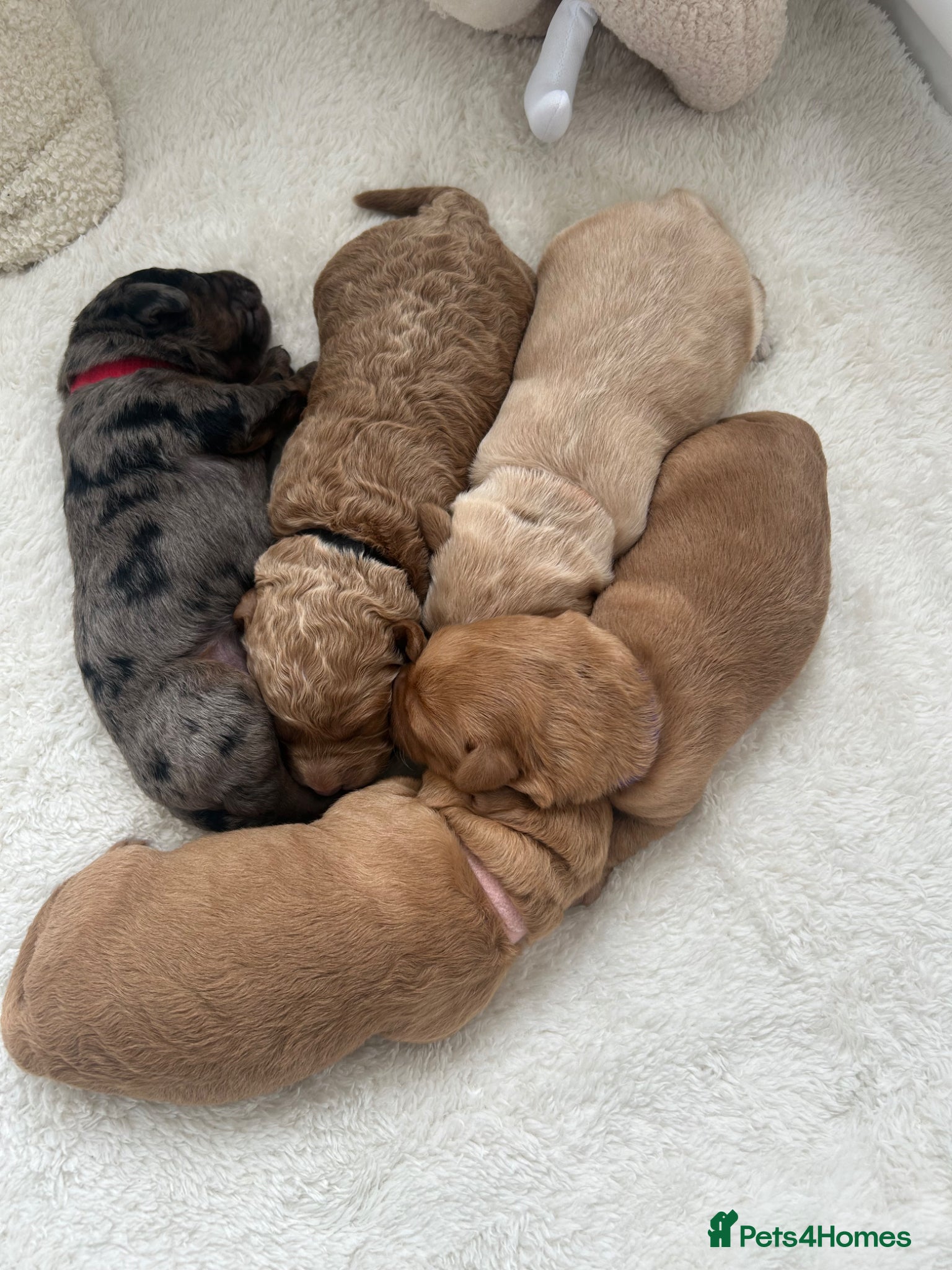 Labradoodle dogs Stunning Coloured Mini Labradoodles F1b - Advert 9