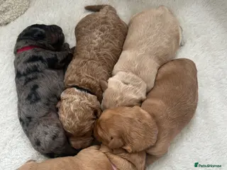 Labradoodle dogs Stunning Coloured Mini Labradoodles F1b - Advert 9