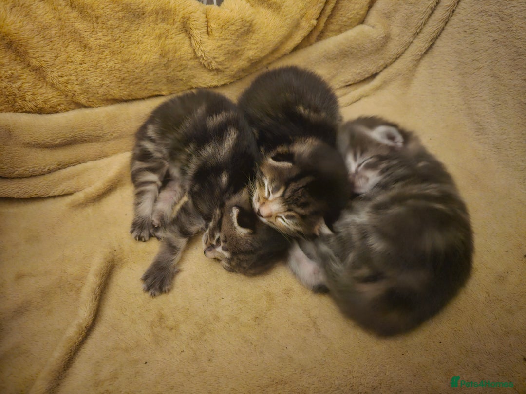 Mixed Breed cats for sale: Part Maine Coon - Advert 6