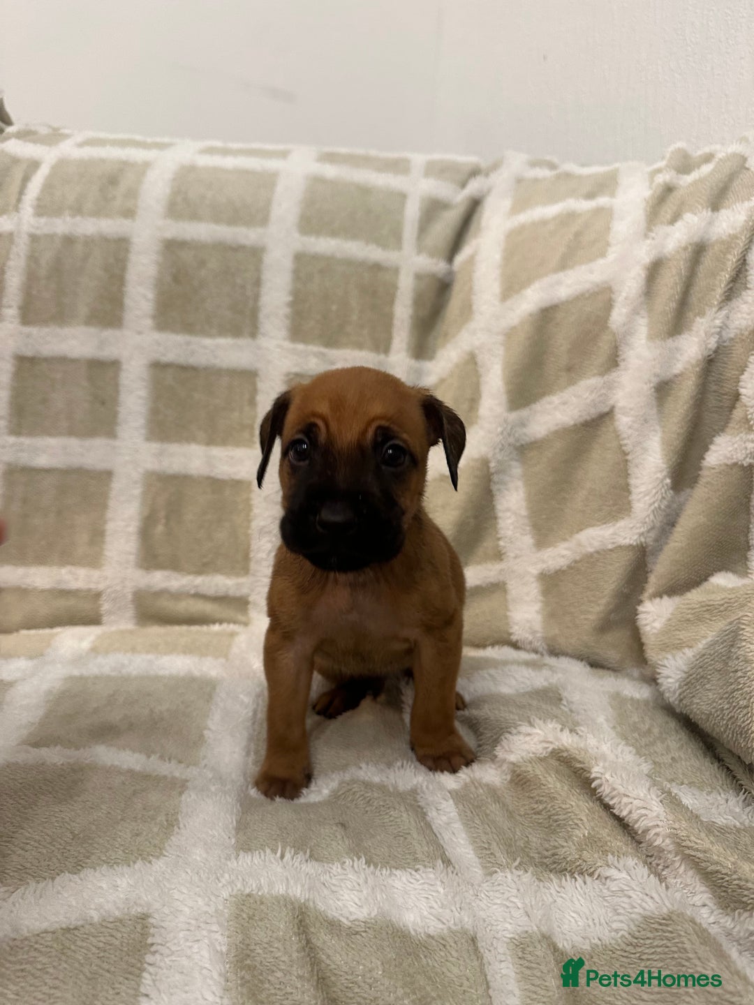 Mixed Breed dogs for sale: Beautiful Cocker spaniel mix puppies  - Advert 2