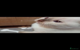 Scottish Fold cats for sale: Scottish fold x Siamese  - Image 13