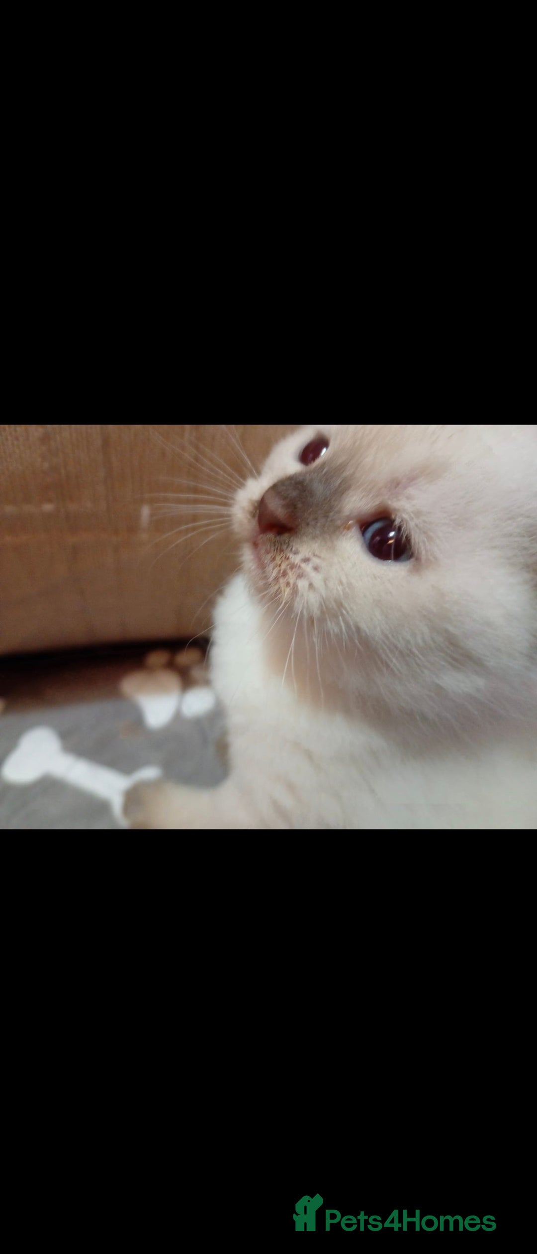 Scottish Fold cats for sale: Scottish fold x Siamese  - Image 13