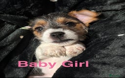 Mixed Breed dogs for sale: 6 Jack Russell x Yorkshire Terrier Puppies  - Image 6