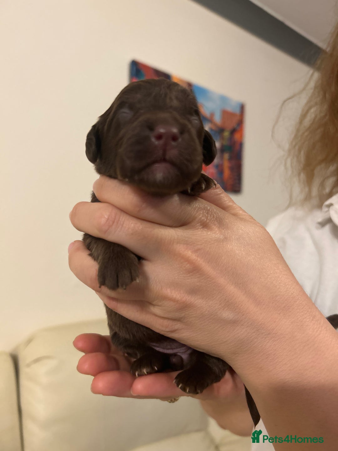 Labradoodle dogs for sale: 7 beautiful Labradoodle puppies available  - Image 14