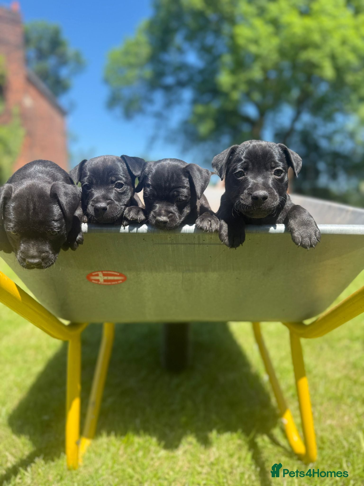 Patterdale Terrier dogs Stunning patterdale terriers  - Advert 2