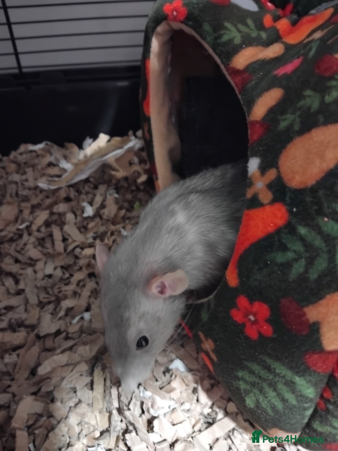 Rat rodents for sale: 3 male dumbo rats - Advert 4