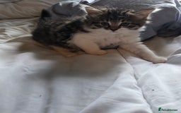 Mixed Breed cats for sale: Kittens  - Image 8