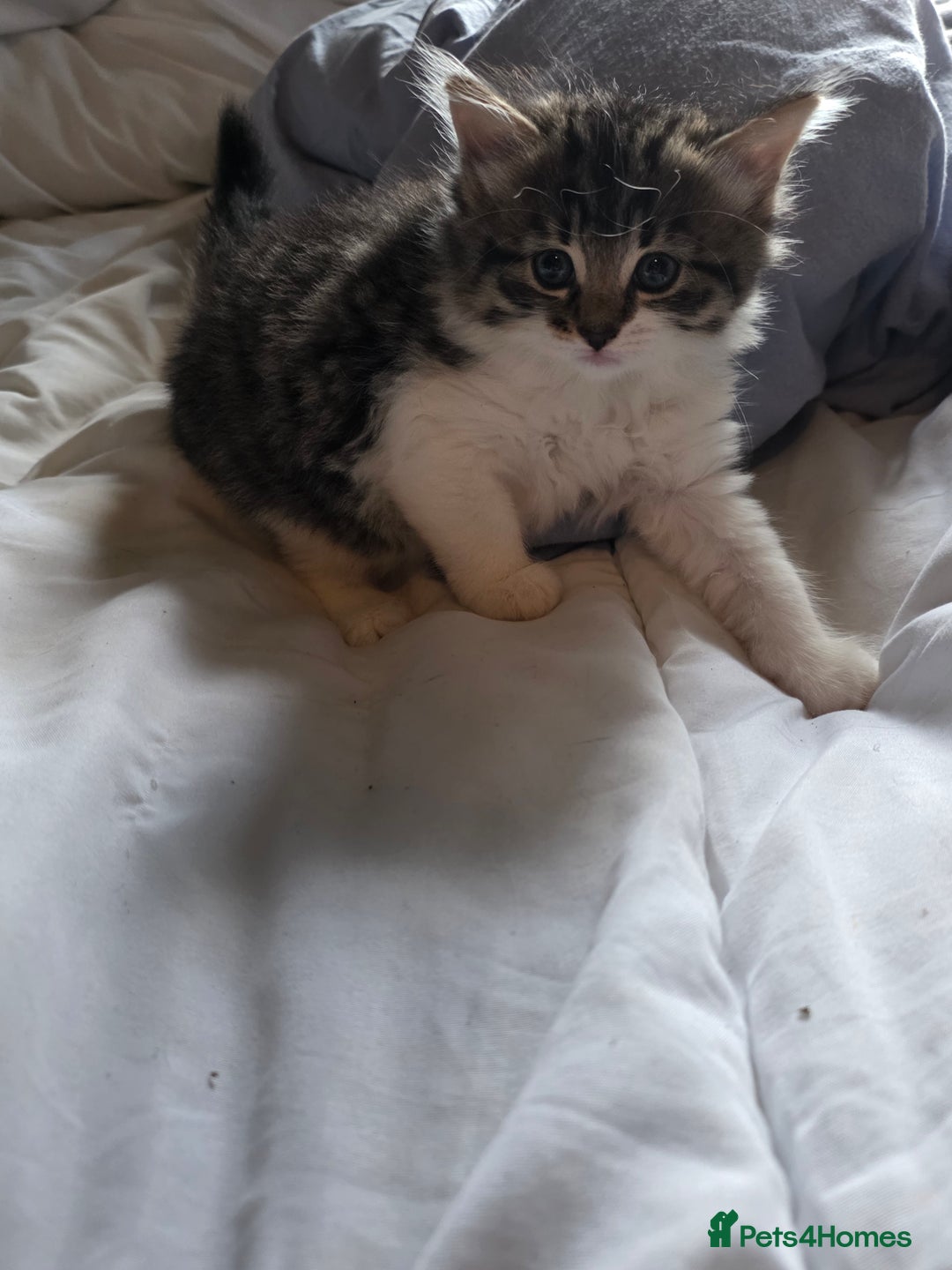 Mixed Breed cats for sale: Kittens  - Image 8