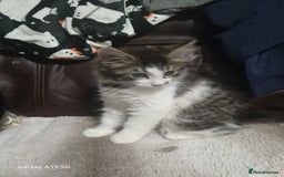 Mixed Breed cats for sale: Gorgeous fluffy princess  - Image 4