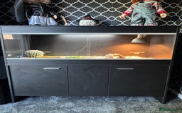 Tortoise reptiles for sale: Horse field tortoise with complete setup  - Image 2