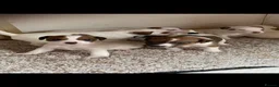 Jack Russell dogs for sale: 7 beautiful jack Russell puppies  - Advert 16