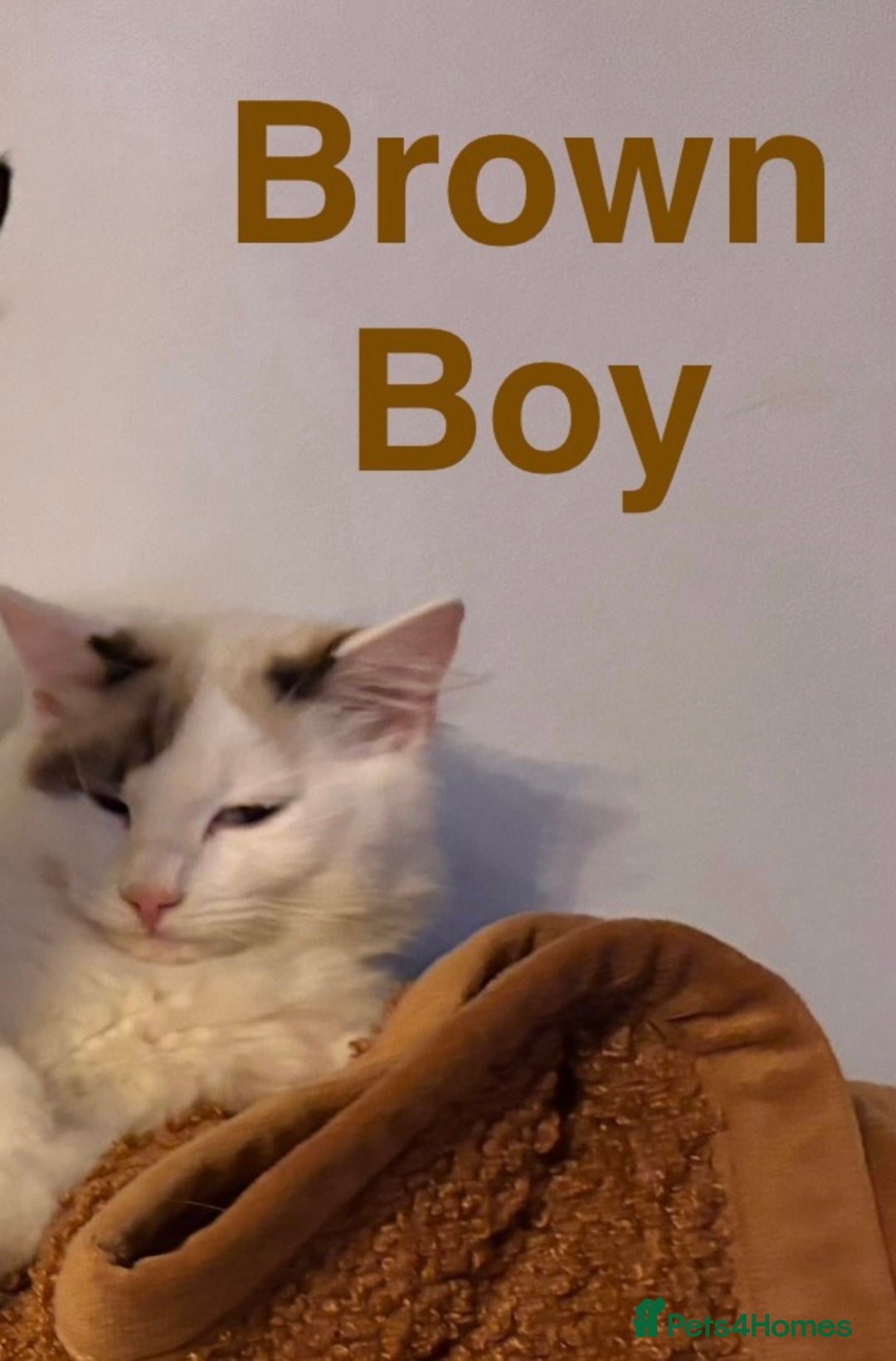 Ragdoll cats for sale: Two Boy pure Ragdoll kittens-Reduced-Vaccinated - Image 9