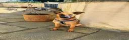 Mixed Breed dogs for adoption: Dakis - Advert 7