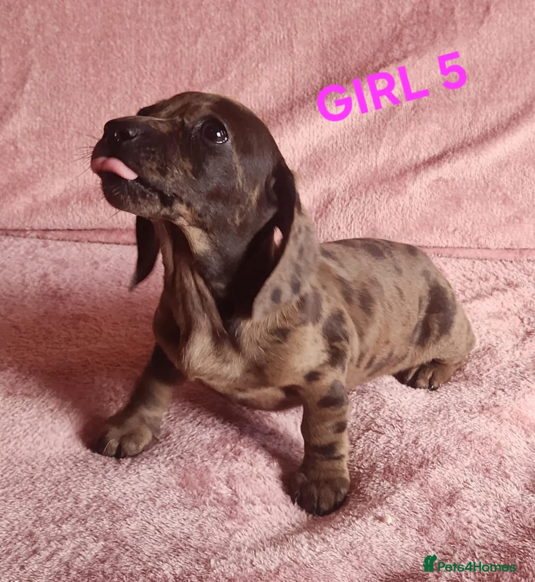 Miniature Dachshund dogs for sale: 🐶🐶8 stunning miniature dashund puppy’s  - Advert 10