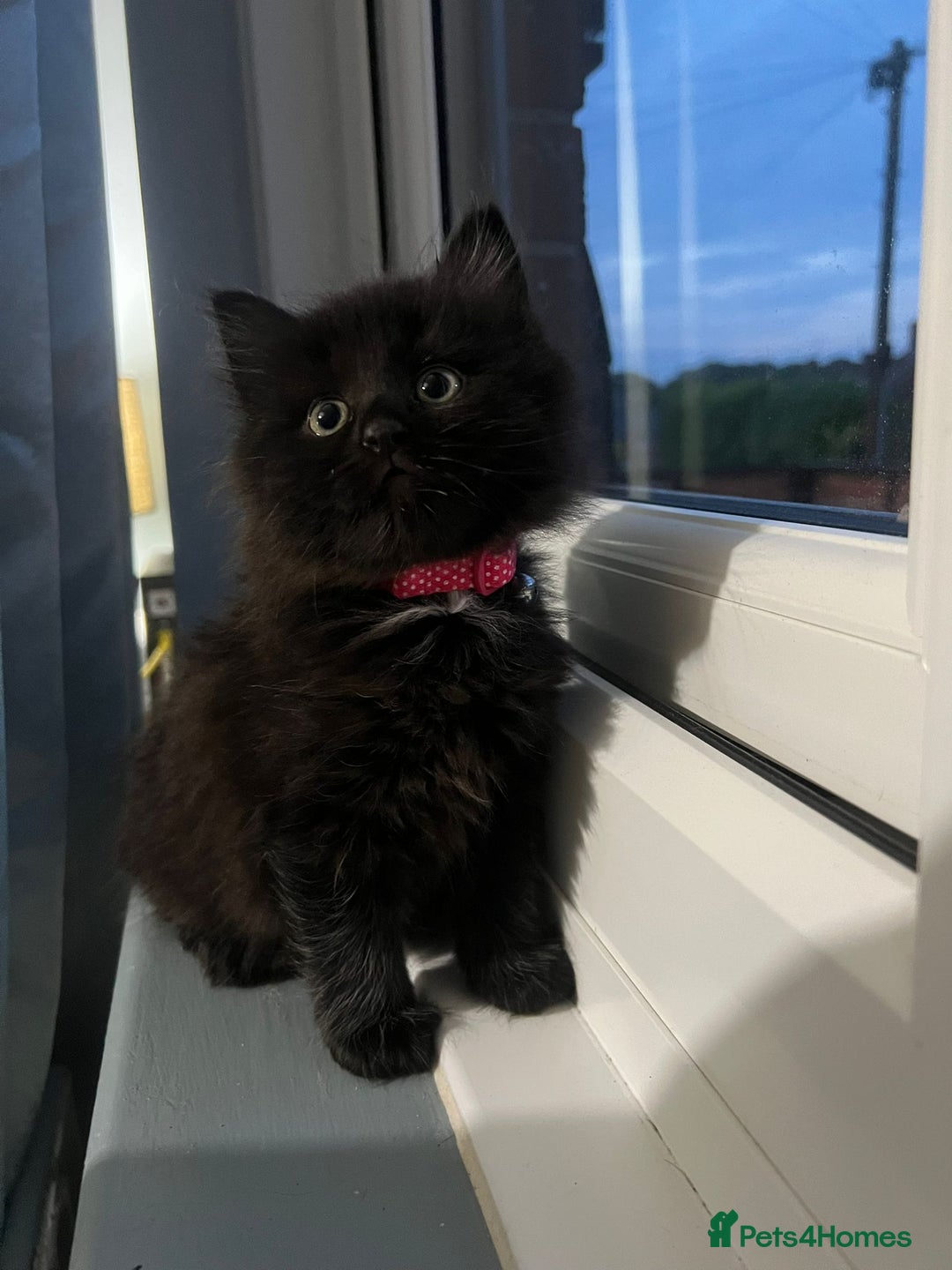 RagaMuffin cats for sale: Ragamuffin kittens  - Image 7