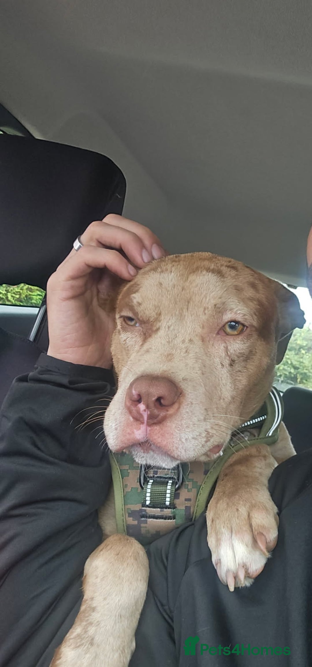 Mixed Breed dogs for sale: Tank american bull x  - Advert 3