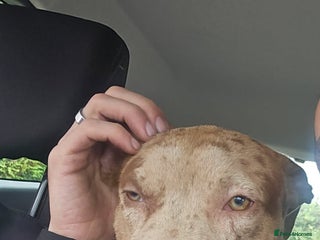 Mixed Breed dogs Tank american bull x - Advert 1