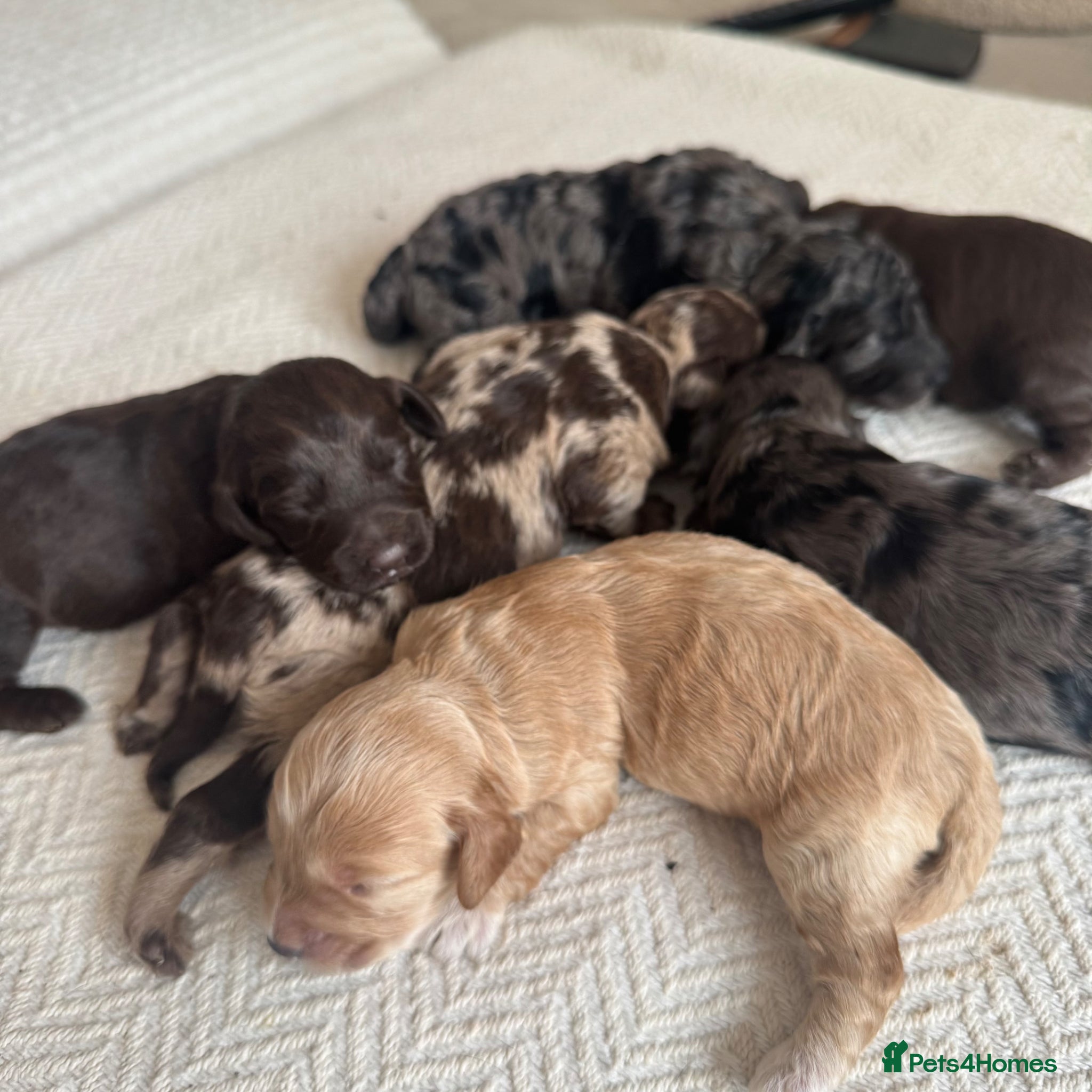 Mixed Breed dogs for sale: doxiepoo pups x2 female x4 male  - Advert 6