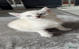 Mixed Breed cats for sale: 2 male kitten - Image 3