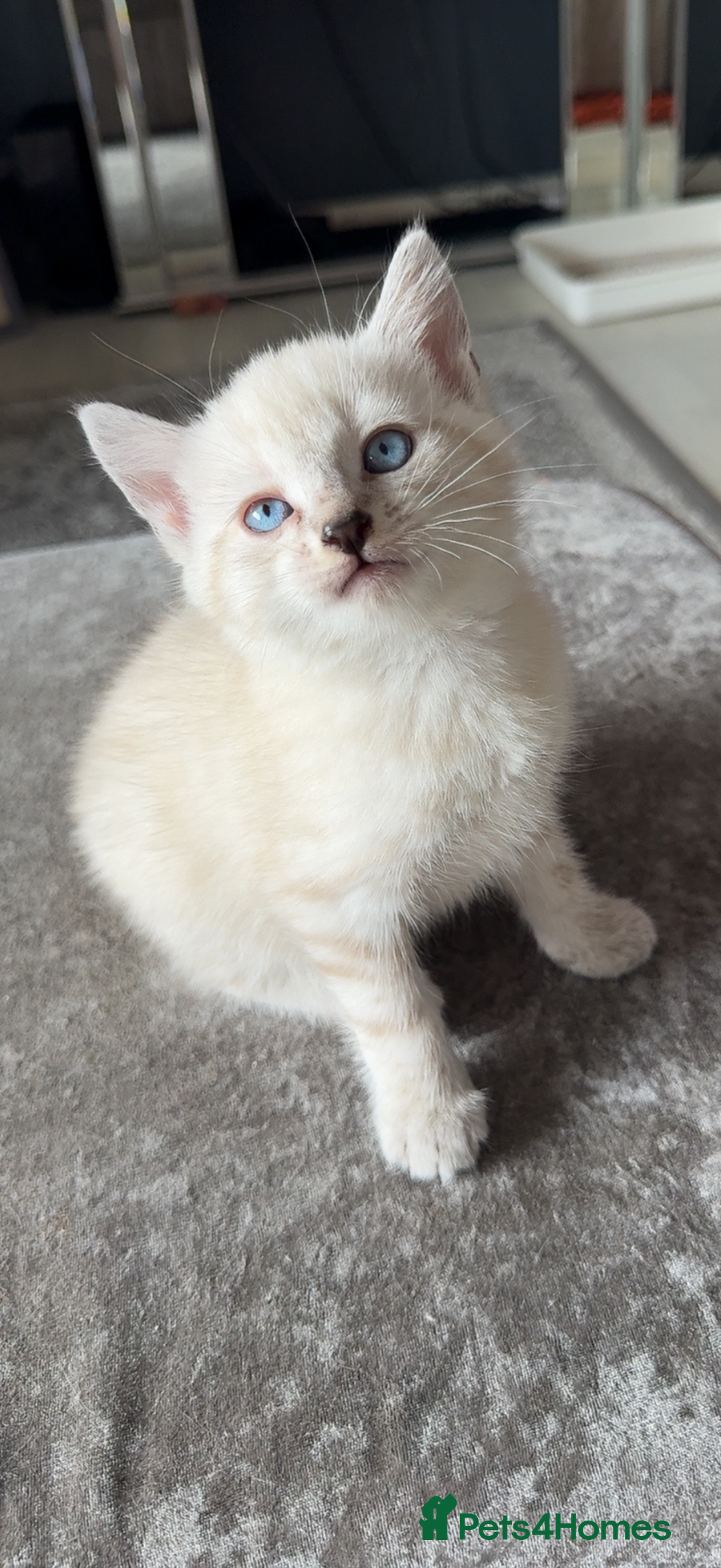 Mixed Breed cats for sale: 2 male kitten - Image 3