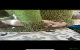 Mixed Breed cats for sale: Mixed breed rag doll - Image 8