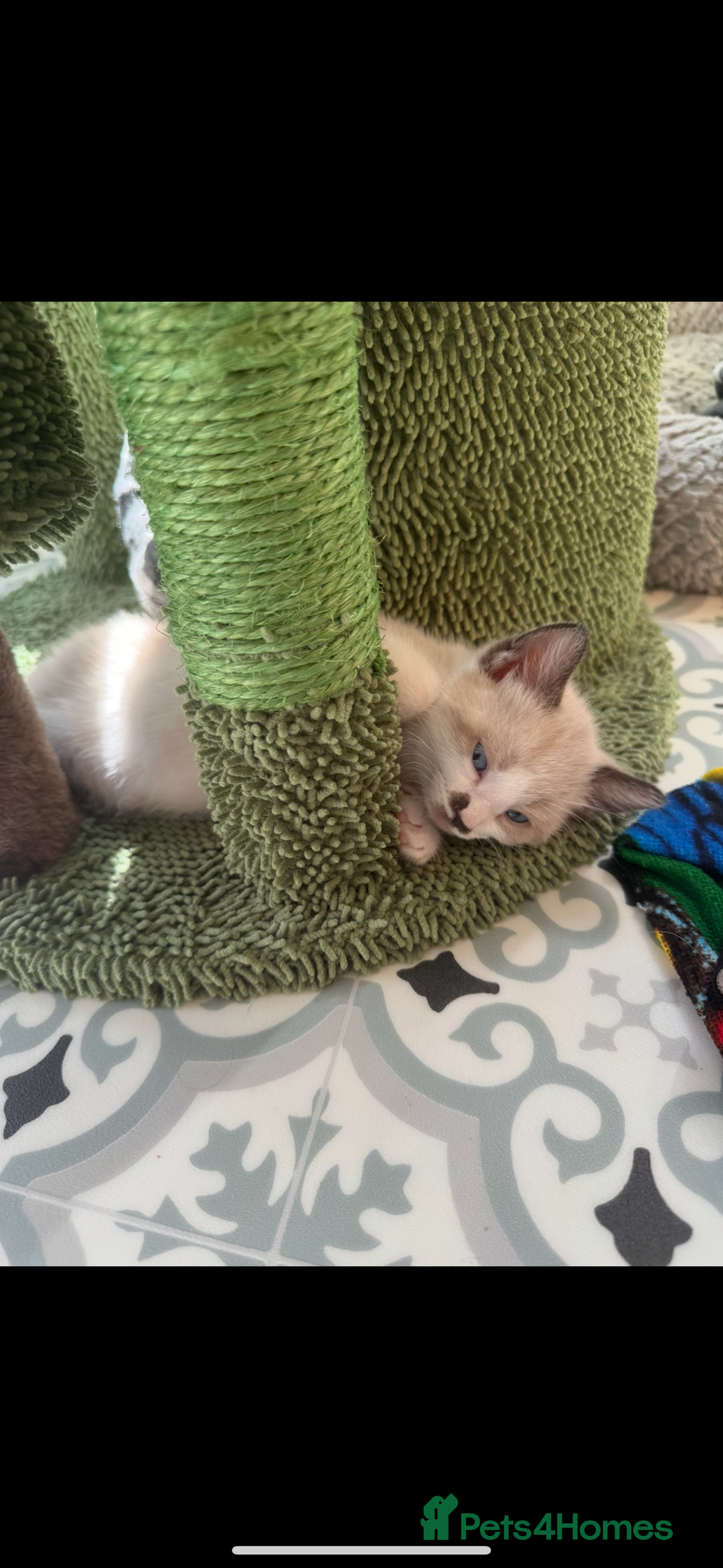Mixed Breed cats for sale: Mixed breed rag doll - Image 8