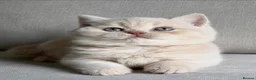 British Shorthair cats for sale: Beautiful boys  - Advert 7