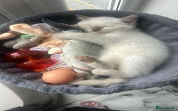 Ragdoll cats for sale: Ragdoll - Image 11