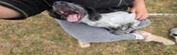 Cocker Spaniel dogs for sale: ❗️5 beautiful cocker spaniel puppies❗️🥰 - Advert 19