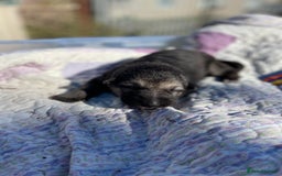 German Shepherd dogs for sale: German Shepherd pups - Image 26