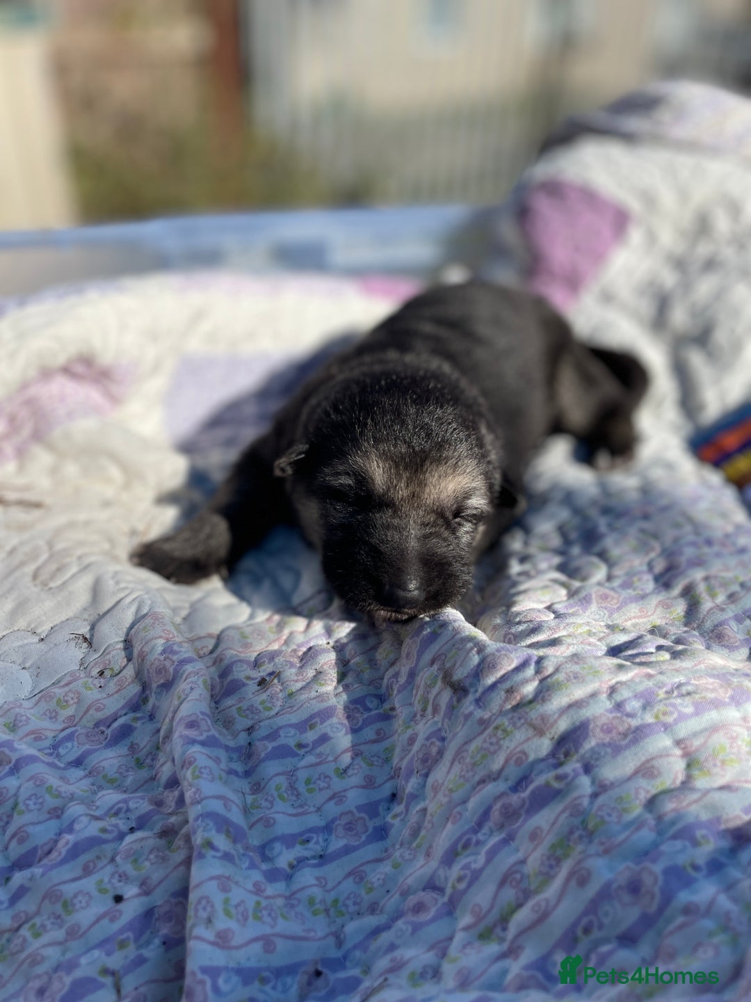 German Shepherd dogs for sale: German Shepherd pups - Image 26