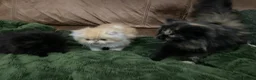 Persian cats for sale: Beautiful Pedigree Persians  - Advert 3
