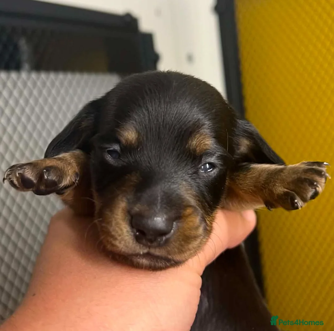 Dachshund dogs for sale: Mini Daxies home bred - Advert 1