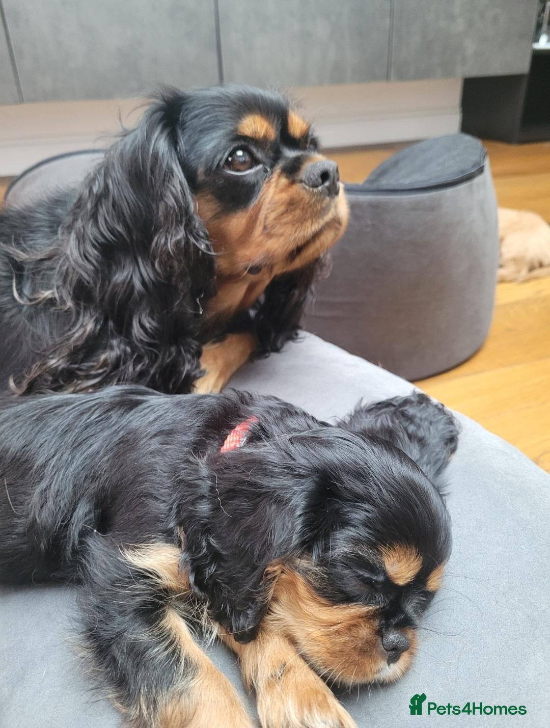 Cavalier King Charles Spaniel dogs StunningPuppiesChampBloodline–HealthTestedParent - Advert 11