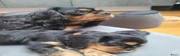 Cavalier King Charles Spaniel dogs for sale: StunningPuppiesChampBloodline–HealthTestedParent - Advert 4