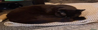 Mixed Breed 1